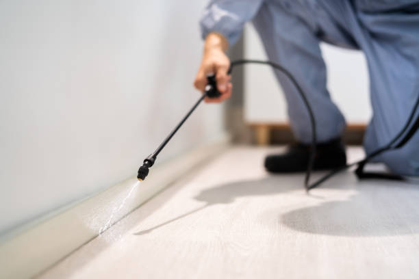 Professional exterminator conducting IPM assessment in Essex
